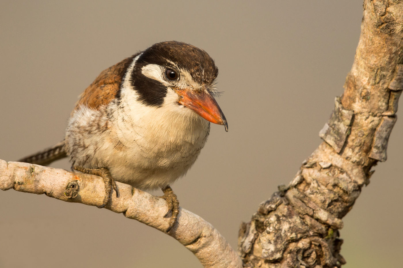 Nieuwsgierige bezoekers als deze white-eared puffbird zijn steeds alert en voeden zich met alles wat in de snavel past. © Rudi Debruyne