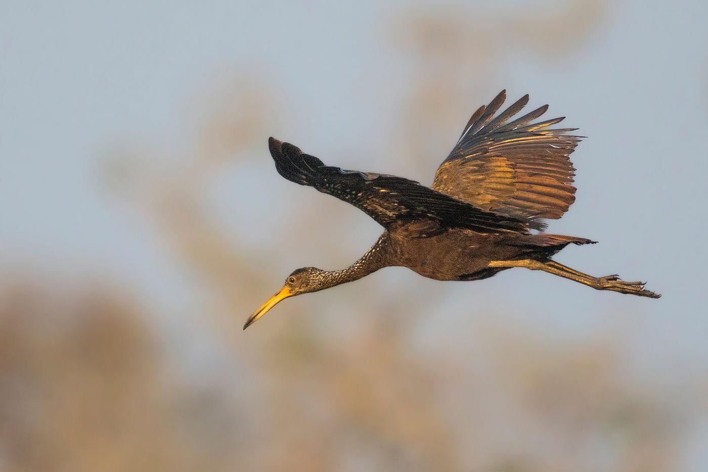 Limpkin, een soort die evolutionair zowat tussen de kraanvogels en de rallen staat, en z'n eigen familie heeft. © Rudi Debruyne