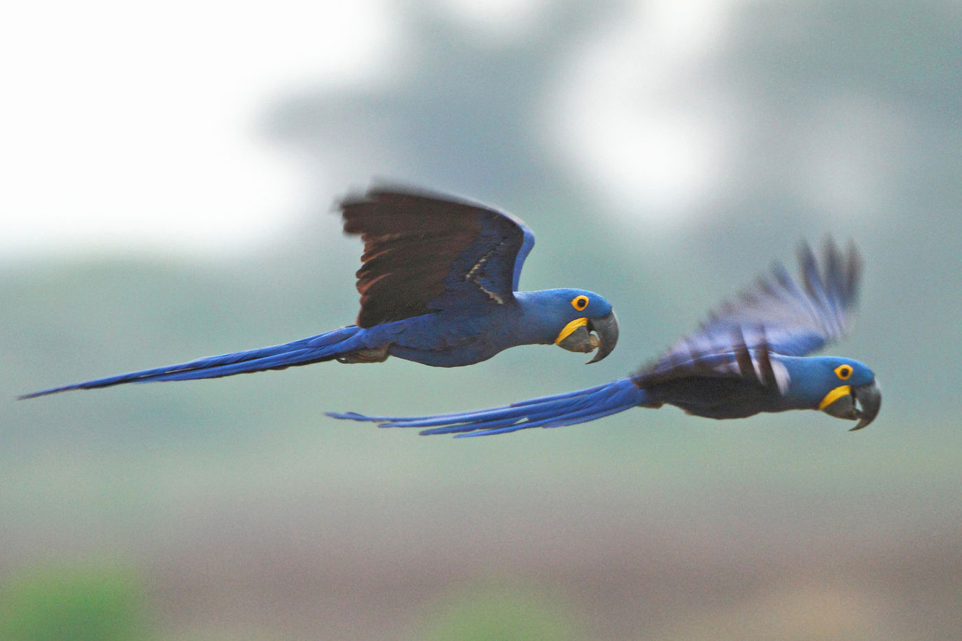 hyacinth macaw © Rudi Debruyne