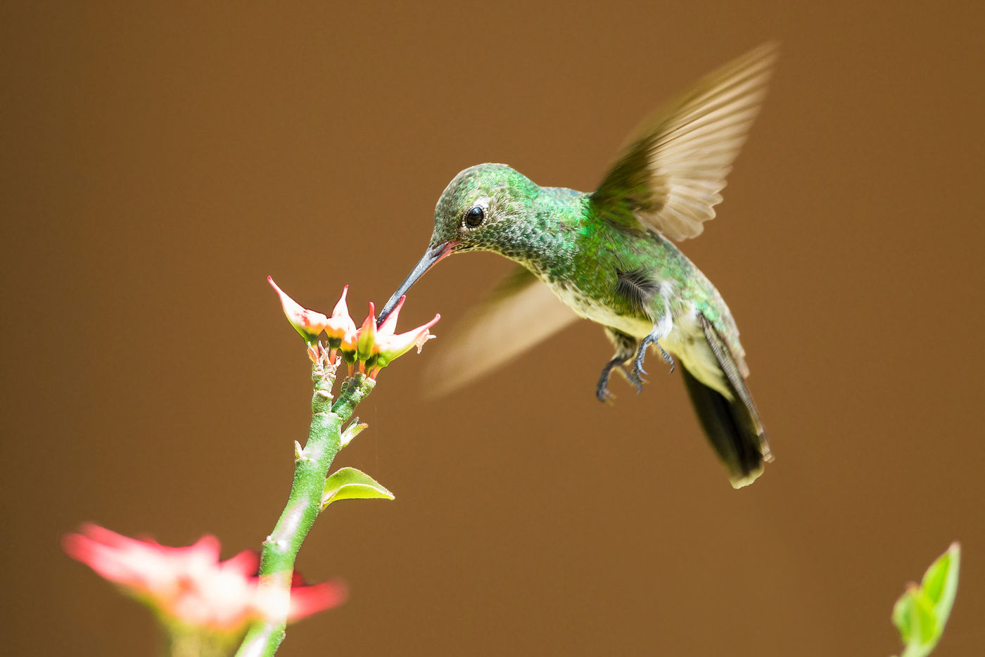 Het fotograferen van deze snelle beestjes vergt heel wat inspanning! Hier liet een glittering-throated emerald zich vastleggen. © Rudi Debruyne