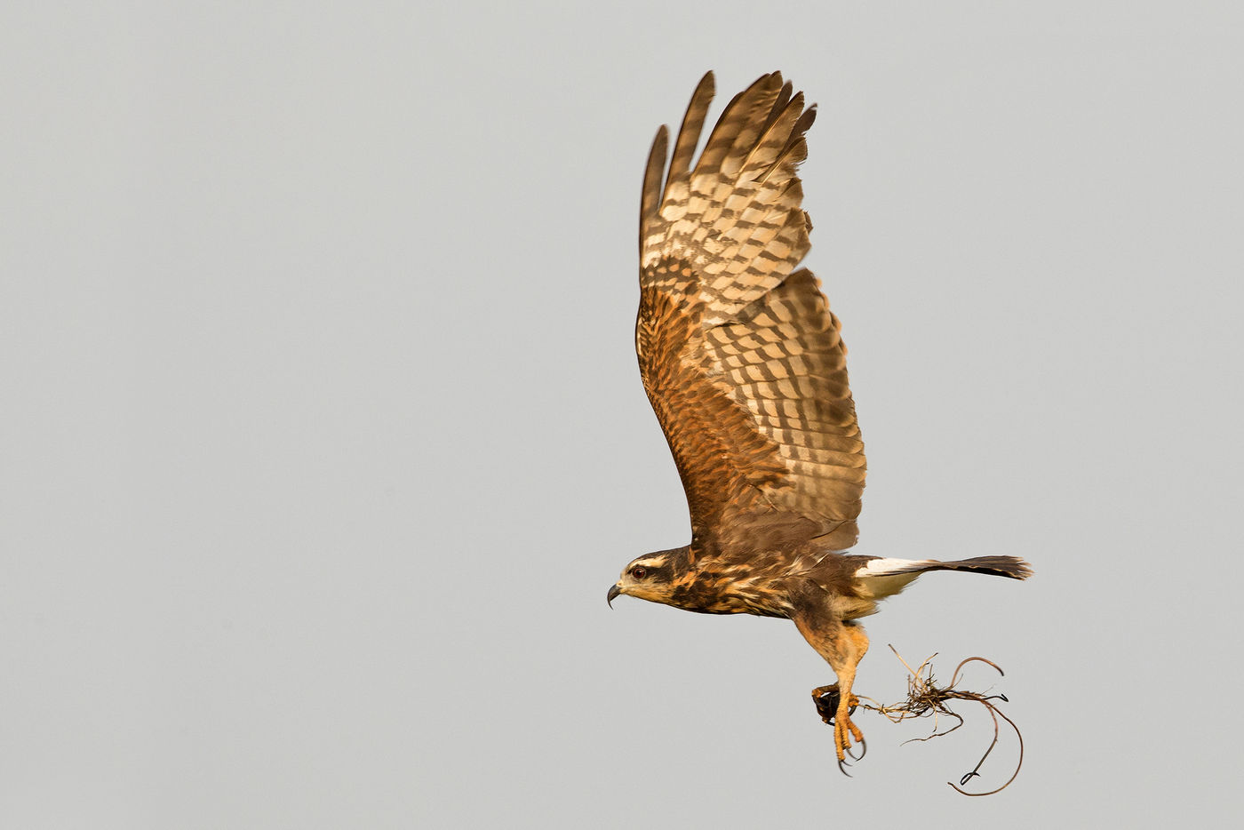 Een snail kite met prooi verlaat z'n roestplek. © Rudi Debruyne