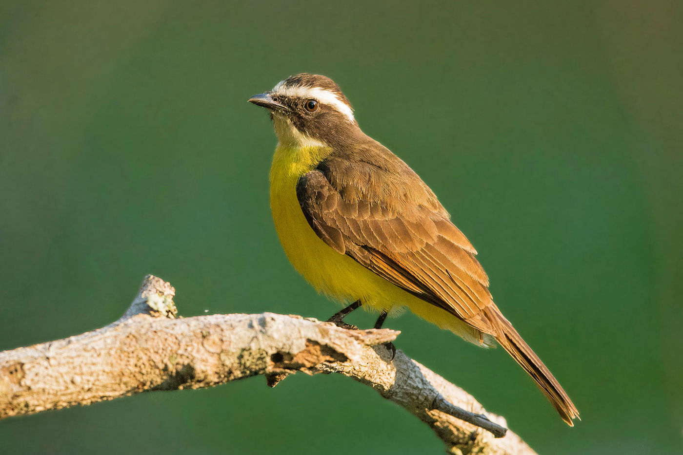 Rusty-margined flycatchers zijn erg luidruchtige vliegenvangers, je hoort ze steeds voordat je ze ziet. © Rudi Debruyne