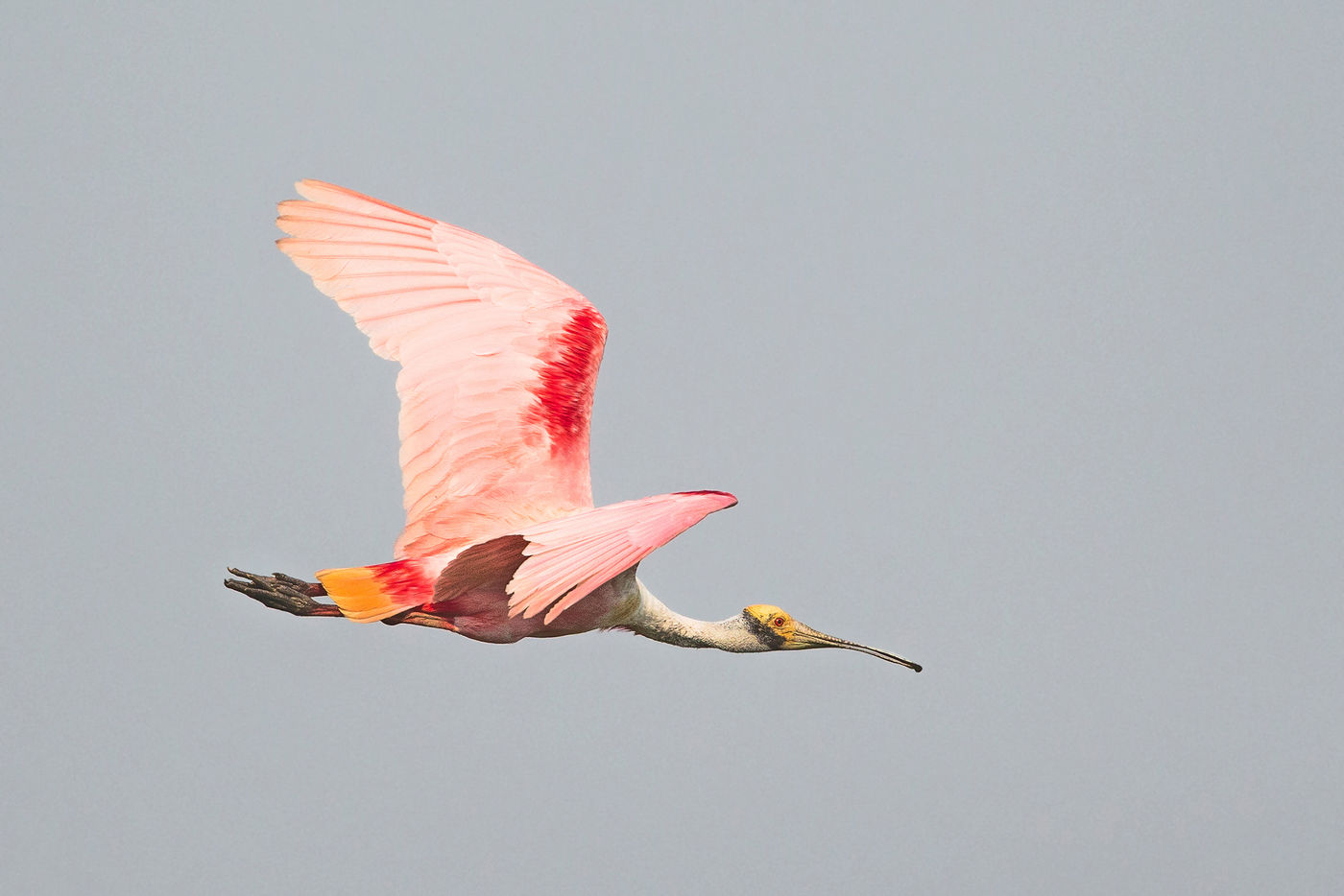 Er gaat weinig boven een roze lepelaar. © Rudi Debruyne