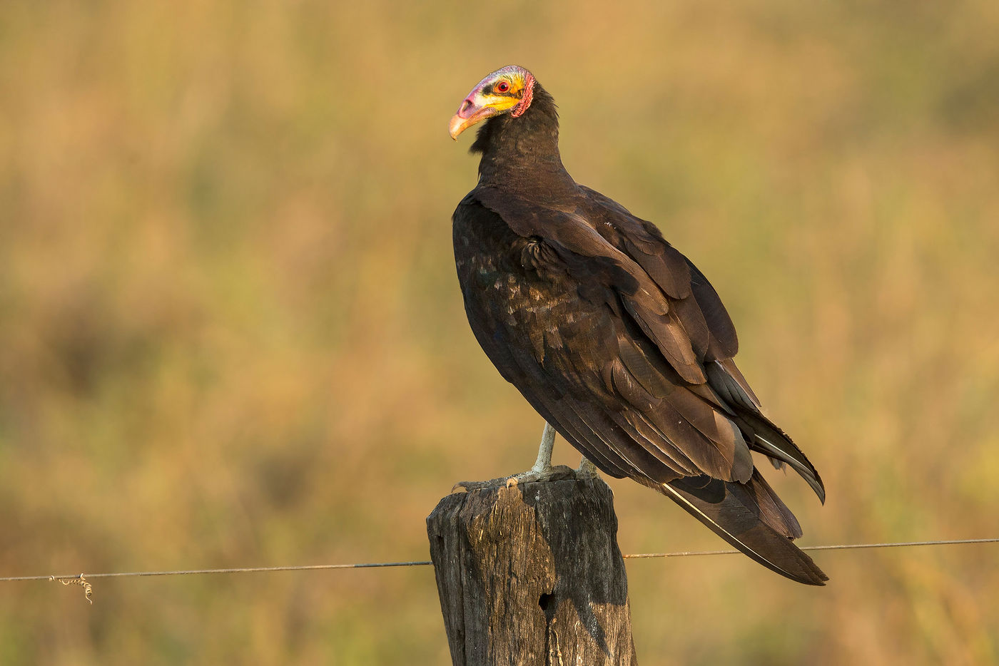 Lesser yellow-headed vultures lijken erg op de nauw verwante kalkoengier, een algemene soort in de regio. © Rudi Debruyne