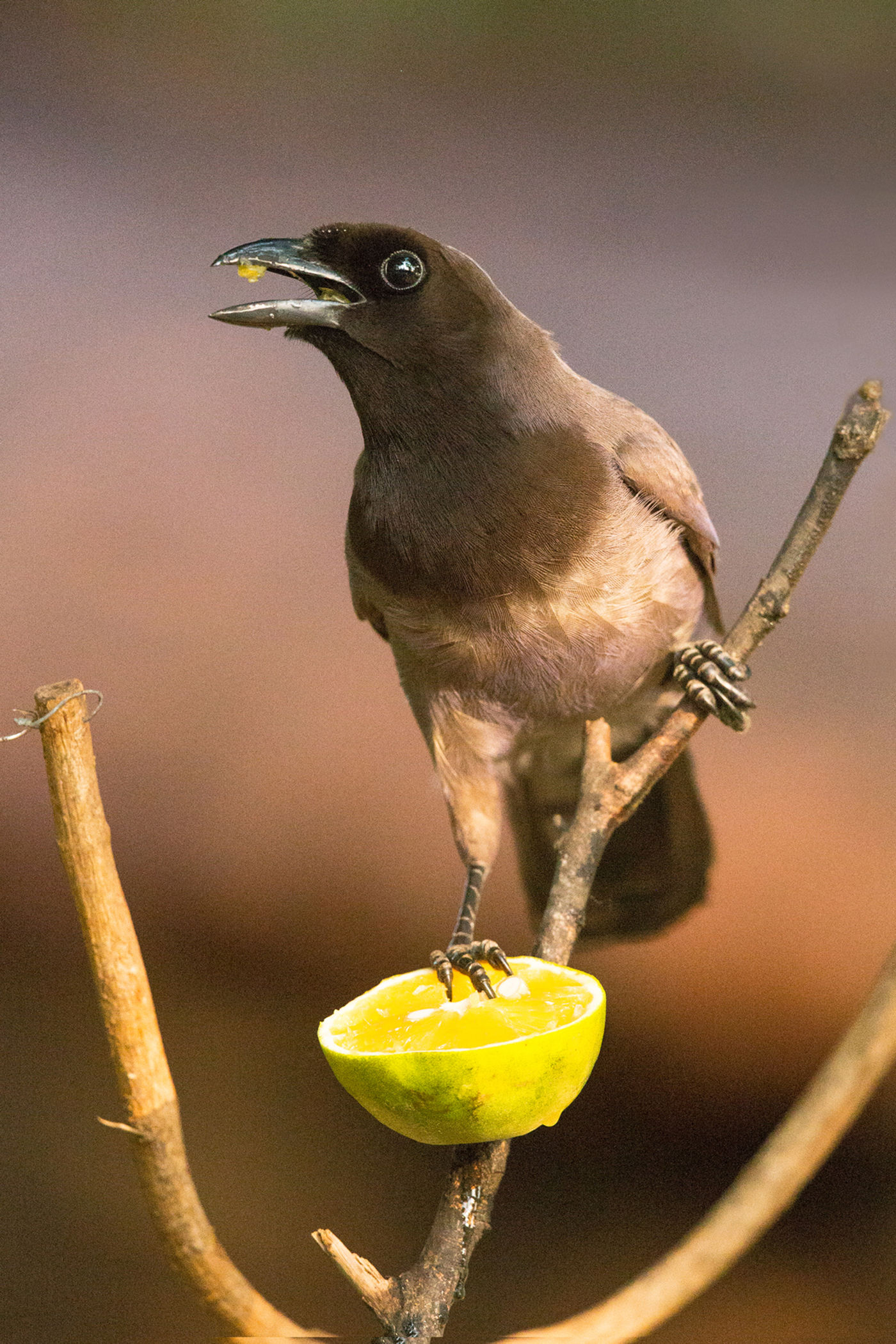 Purplish jay. © Rudi Debruyne