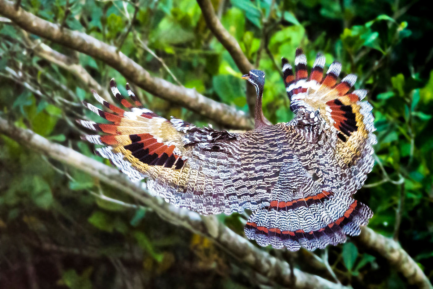 sunbittern © Rudi Debruyne