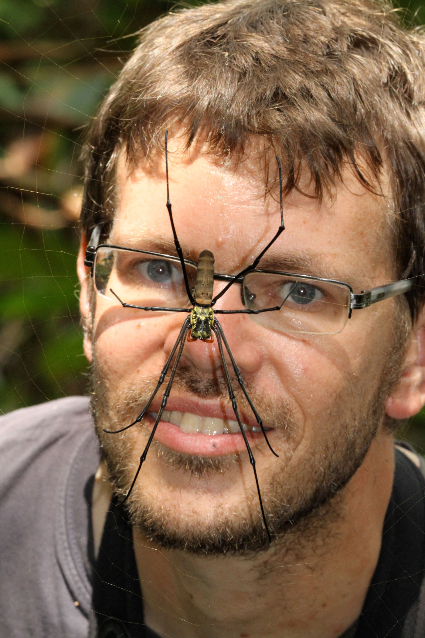 Nephila spinnen, gekenmerkt door hun enorme webben, zijn een normale verschijning in het bos. © STARLINGreizen