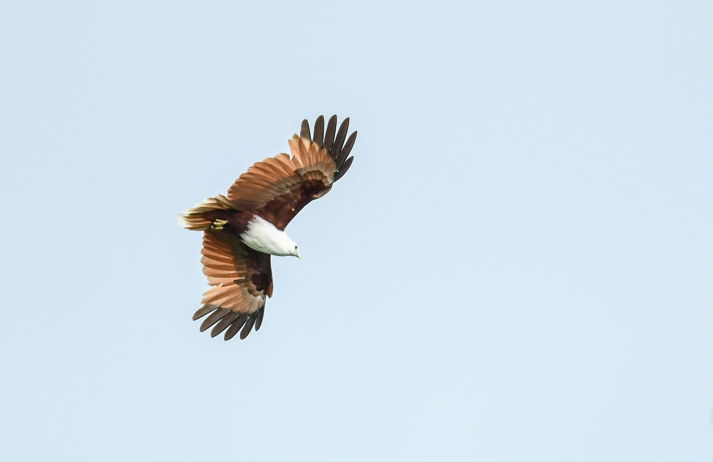 Brahminy kites zijn aaseters die je dichtbij de kust vindt. © Silas Morreeuw