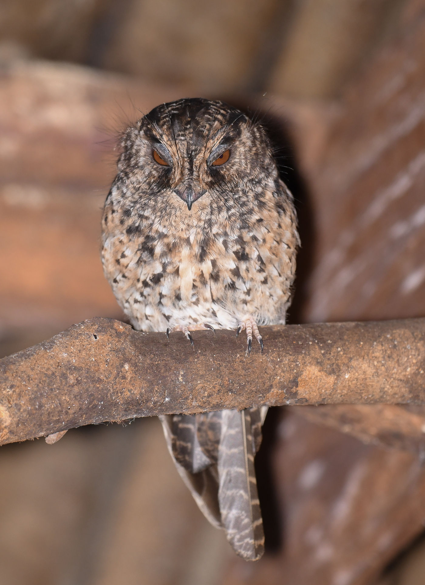 Een mountain owlet nightjar zit op zijn rustplaats. © Silas Morreeuw