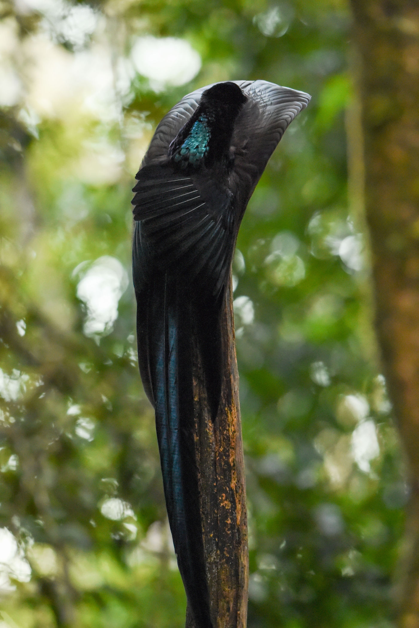 De black sicklebill is de grootste paradijsvogel ter wereld. © Silas Morreeuw