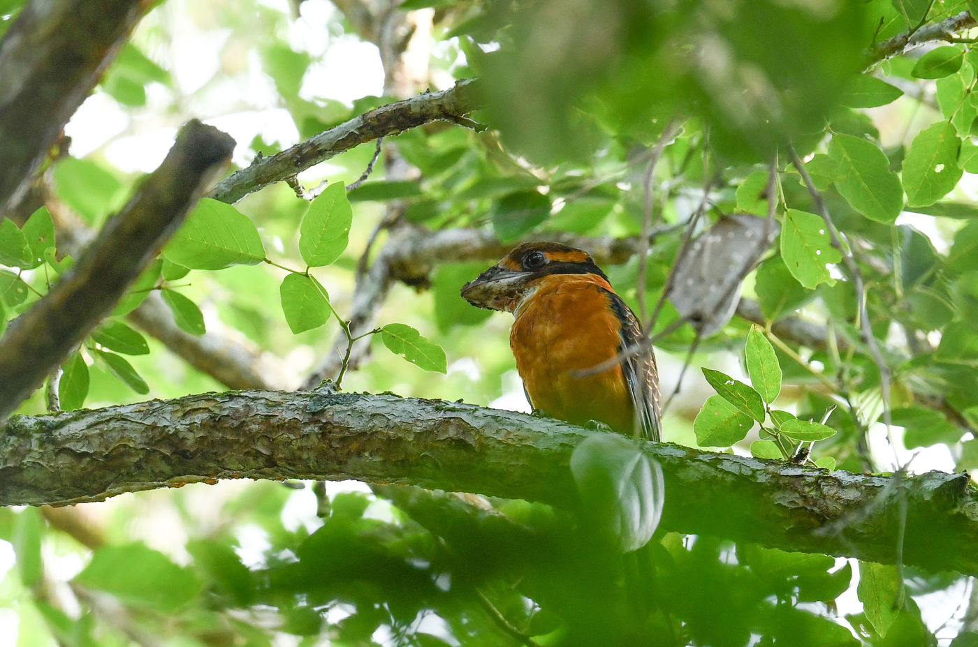 Een ontmoeting met deze shovel-billed kingfisher kan een van de hoogtepunten worden uit het laagland. © Silas Morreeuw