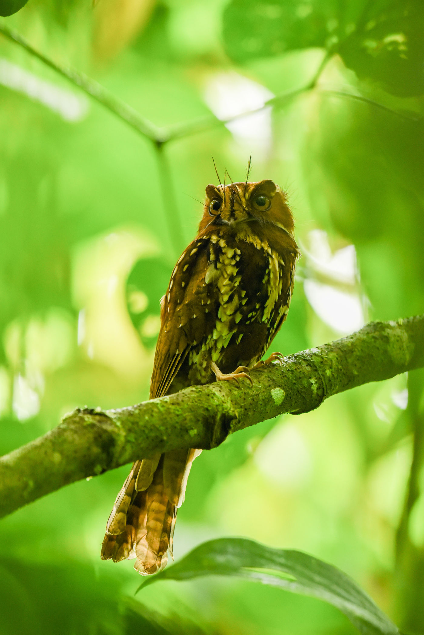 De nachtactieve feline owlet nightjar is als het ware een kruising tussen een nachtzwaluw en een uil. © Silas Morreeuw