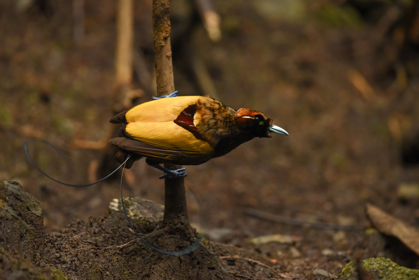 Een magnificent bird-of-paradise. © Silas Morreeuw