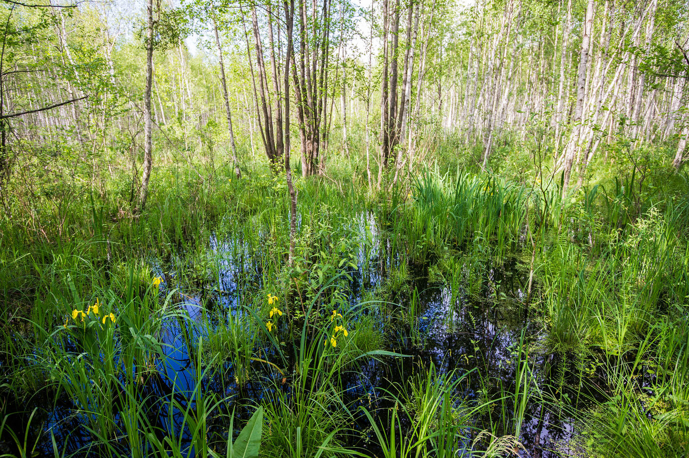 De moerassen in de Biebrza zijn van internationaal belang voor het behoud van de natuur. © Billy Herman