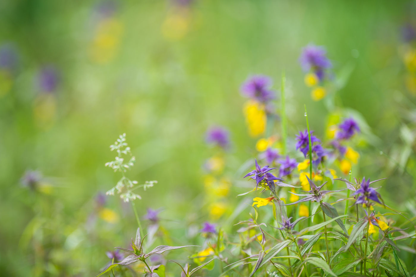 La flore d'été est aussi remarquable en Pologne