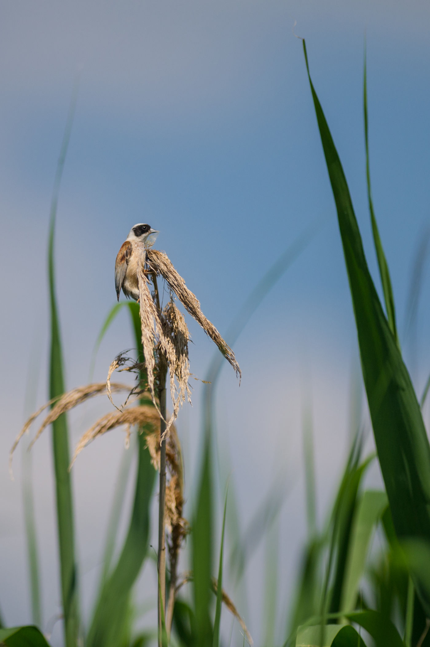 La rémiz penduline s'entend partout dans les roseaux