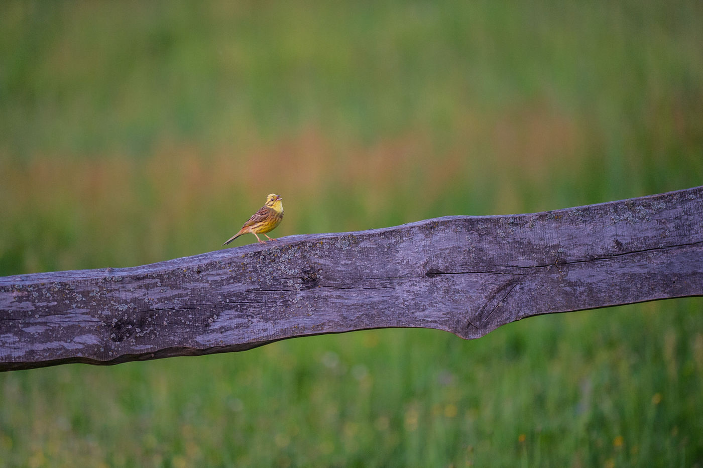 Een geelgors zingt luidkeels vanop een houten afrastering. © Billy Herman