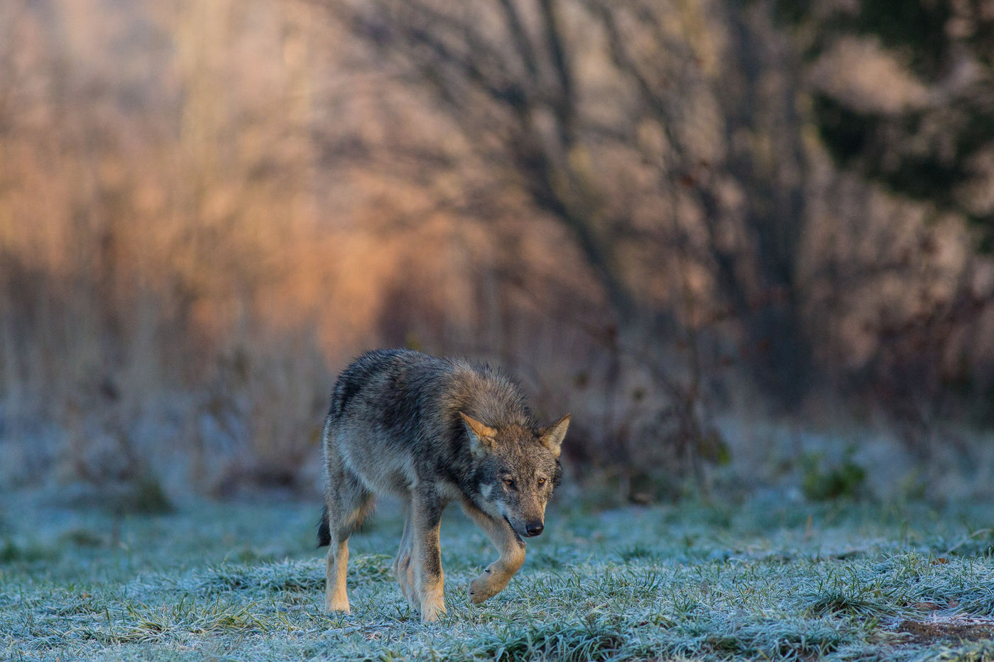 Een mysterieuze Wolf © STARLING reizen