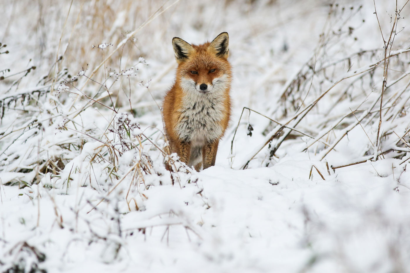 Een vosje kijkt nieuwsgierig uit over het winterlandschap. © STARLING reizen