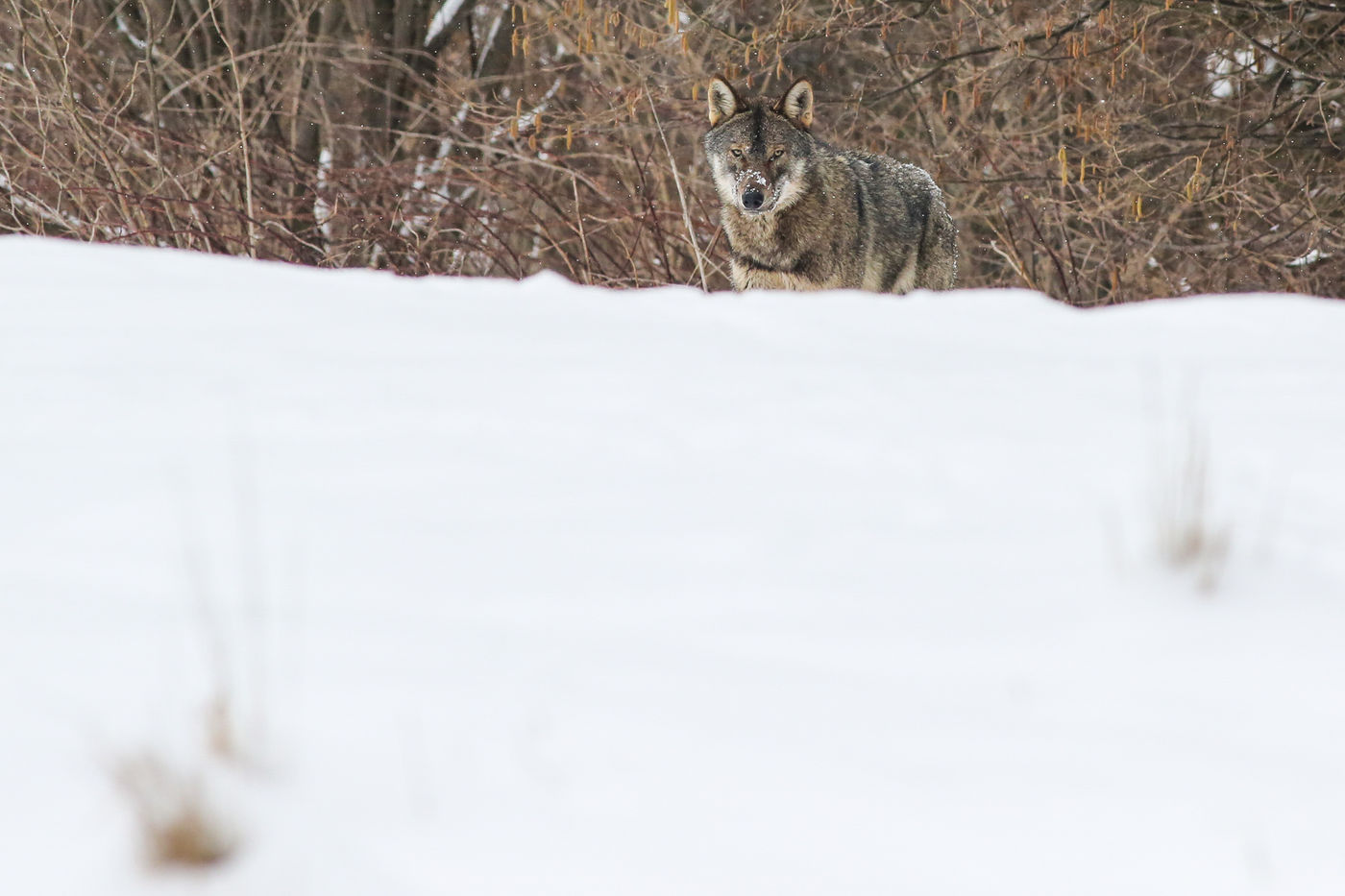 Oog in oog met een wolf. © STARLING reizen