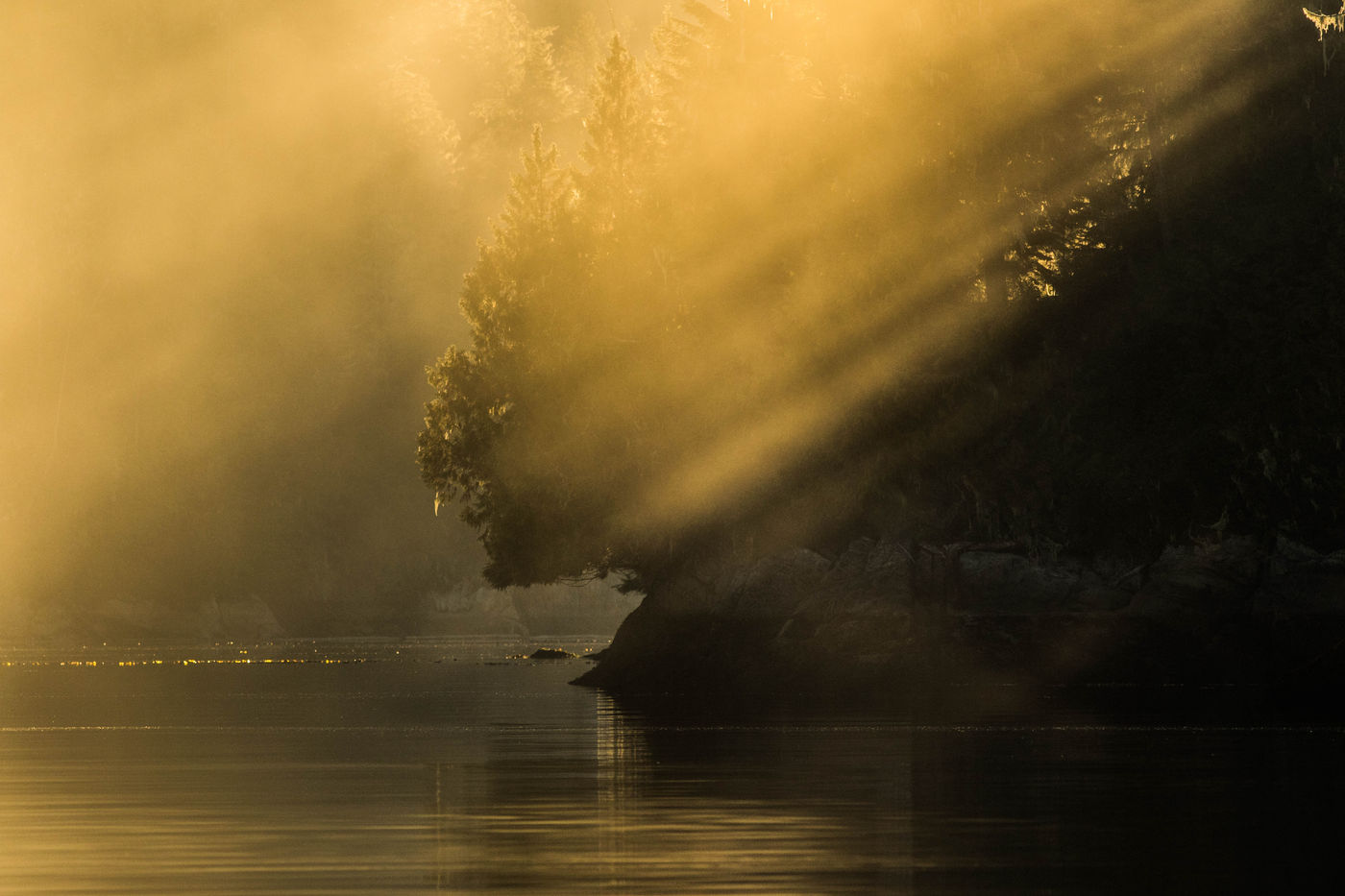 Het meest noordelijke regenwoud ter wereld. © Joachim Bertrands