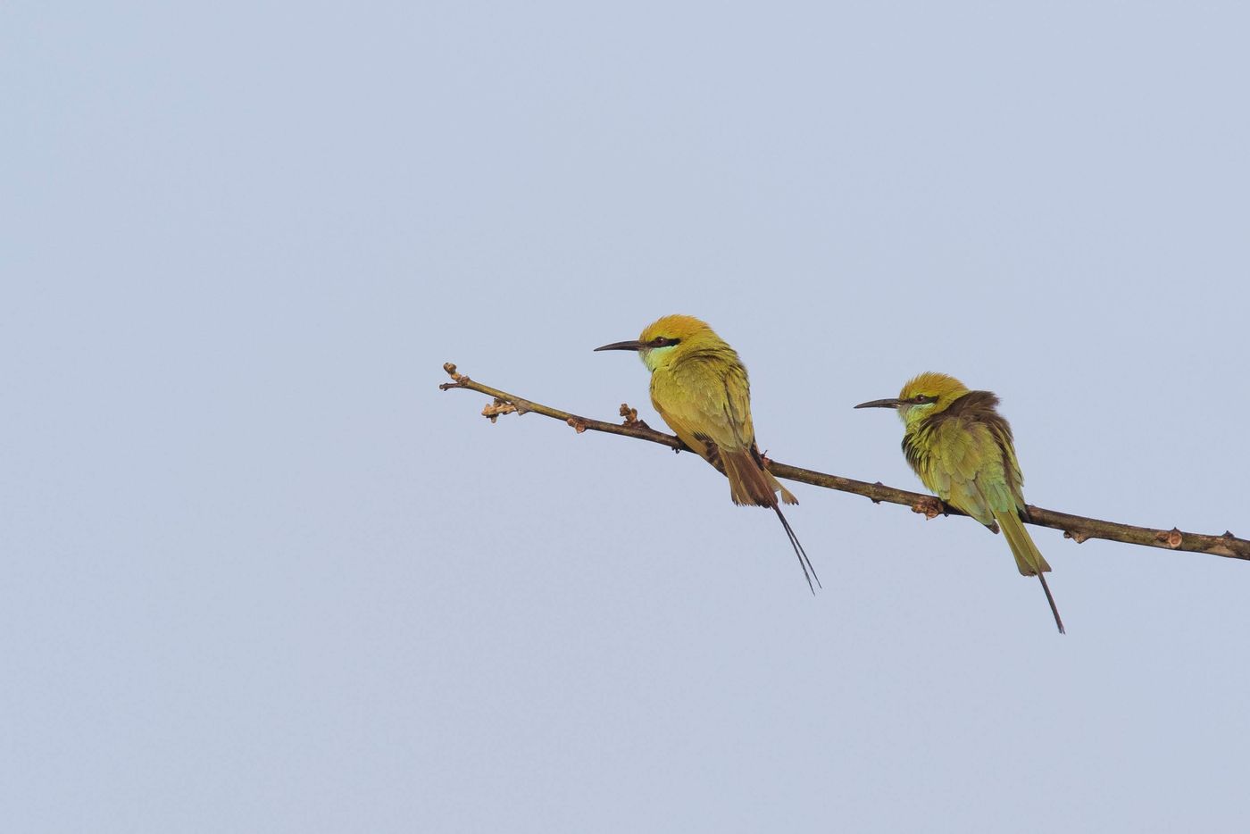 Kleine groene bijeneters zijn alom vertegenwoordigd. © Kristof Goemaere
