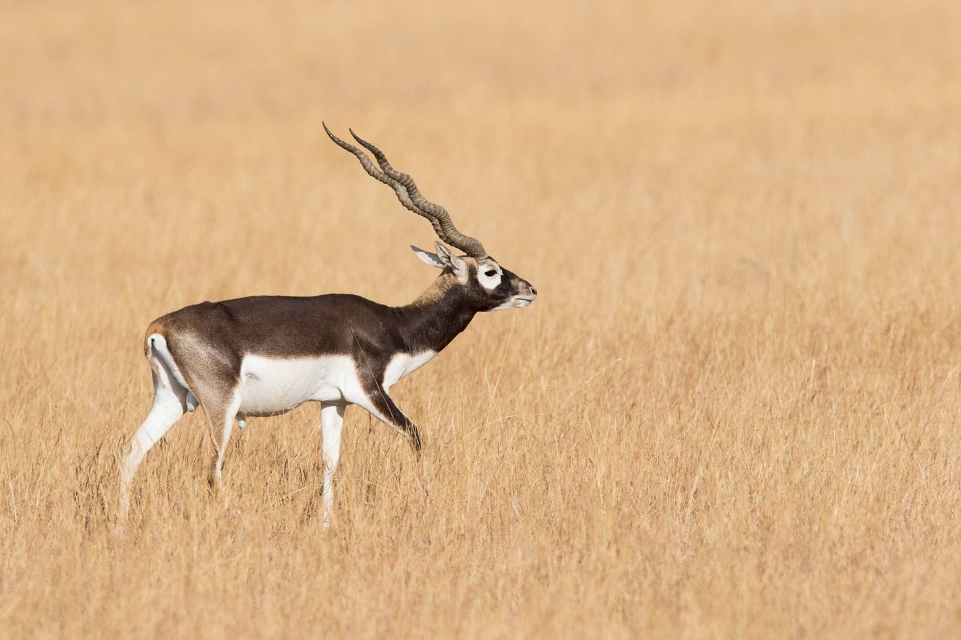 De kans op een Indische antilope is klein, maar niet onbestaande. © Kristof Goemaere
