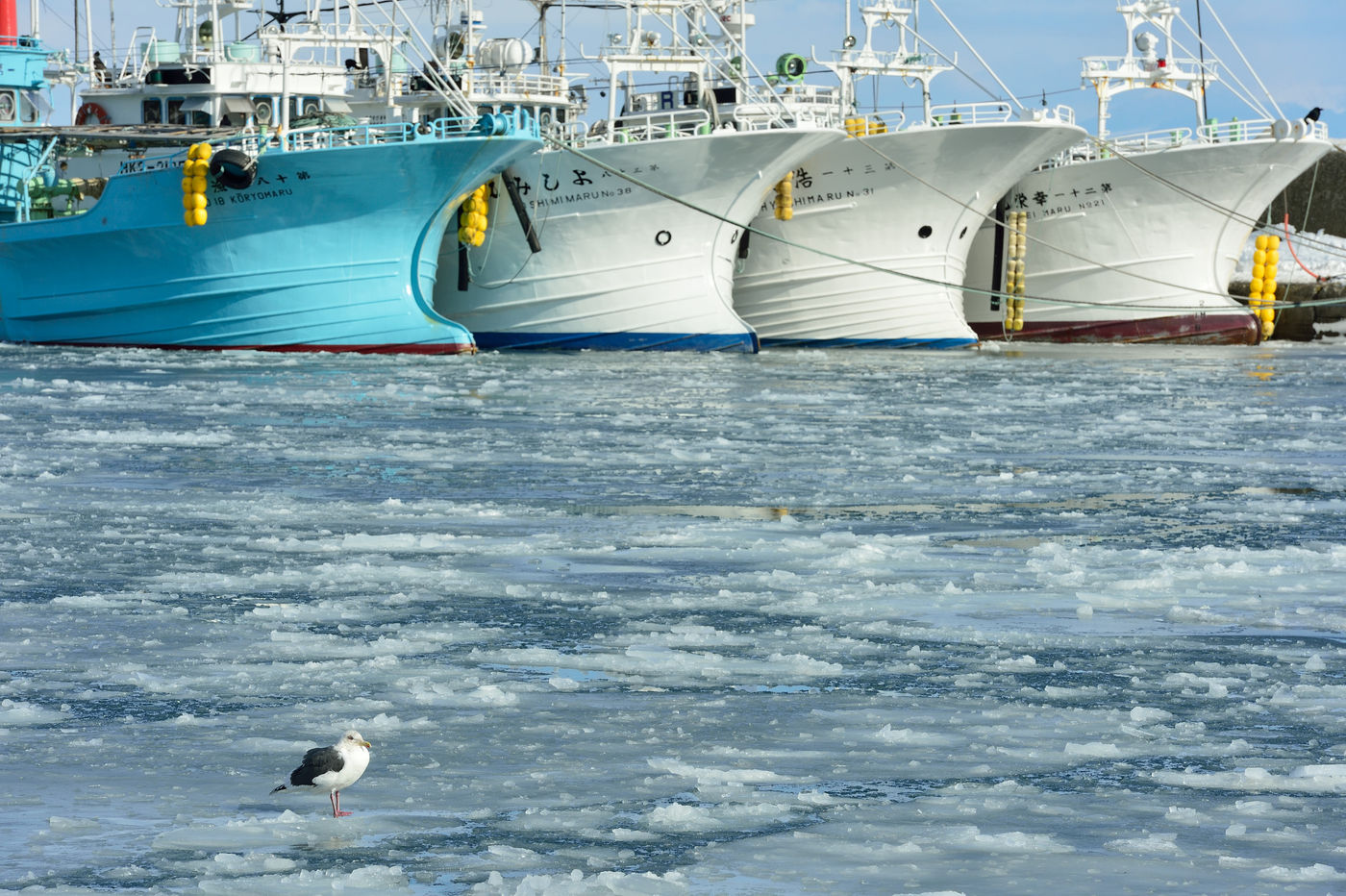 Een blik op Rausu, met op de voorgrond een slaty-backed gull. © Yves Adams