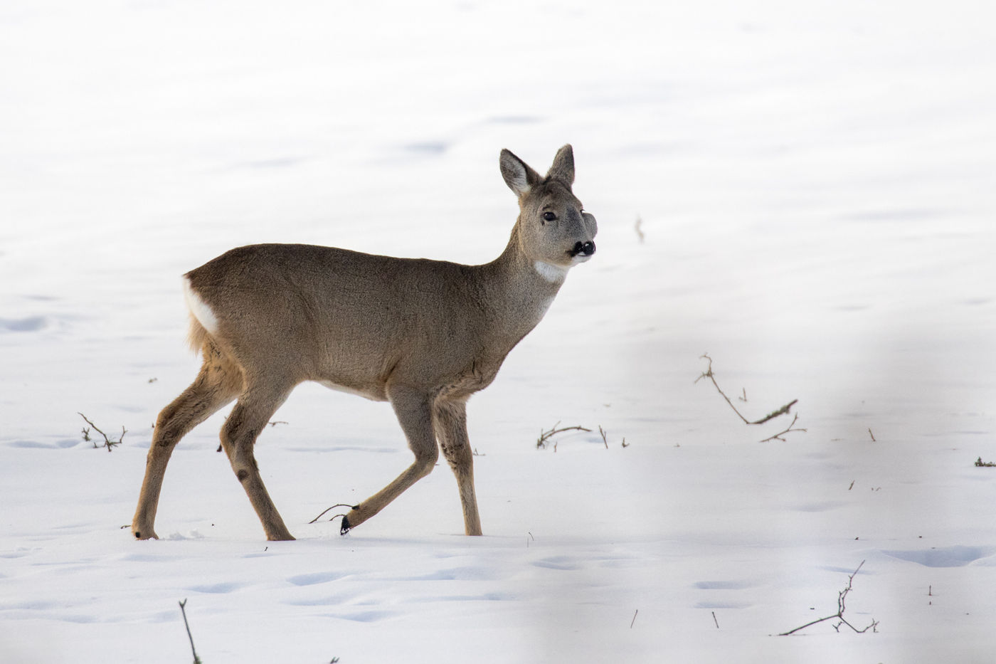 Dit ree bleek een pijnlijk abces te hebben aan de linkerkaak. © Johannes Jansen