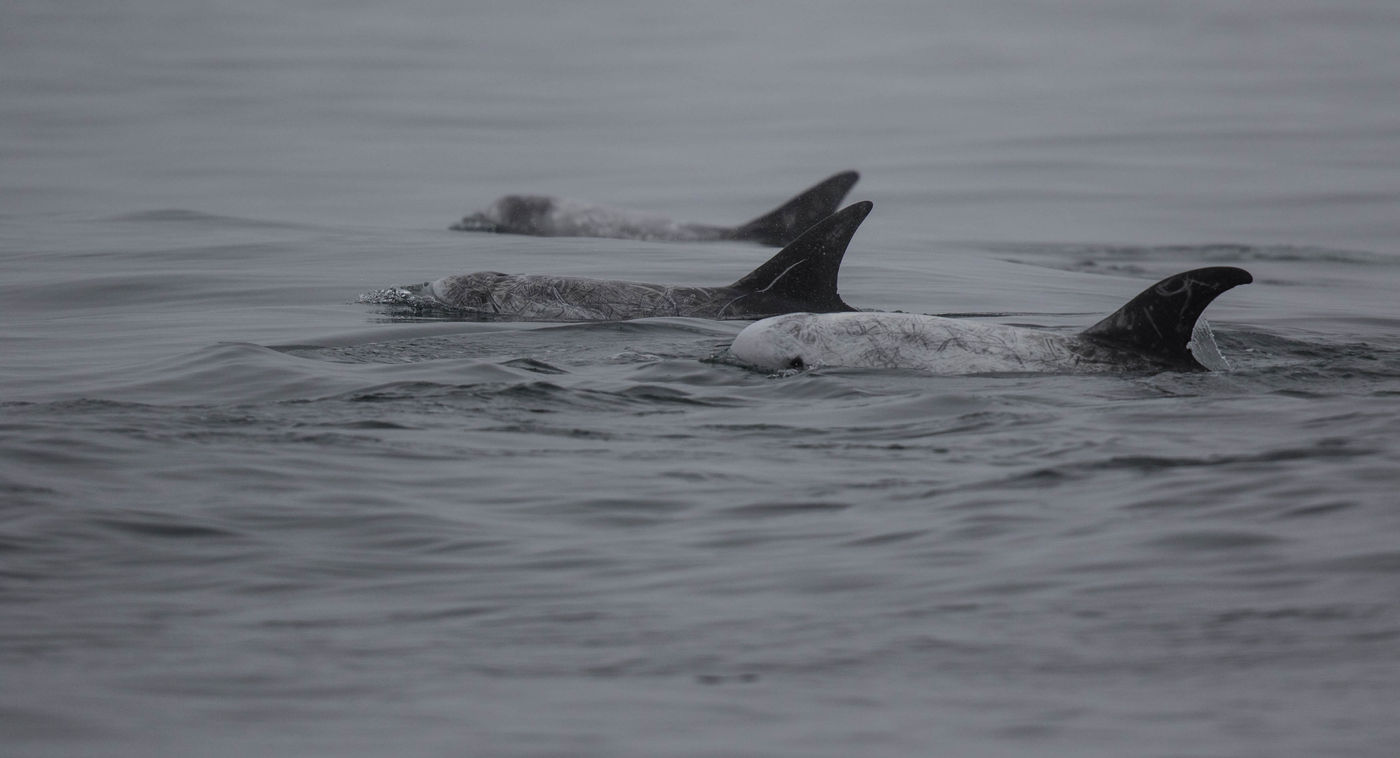 Risso's dolphins. © Iwan Lewylle