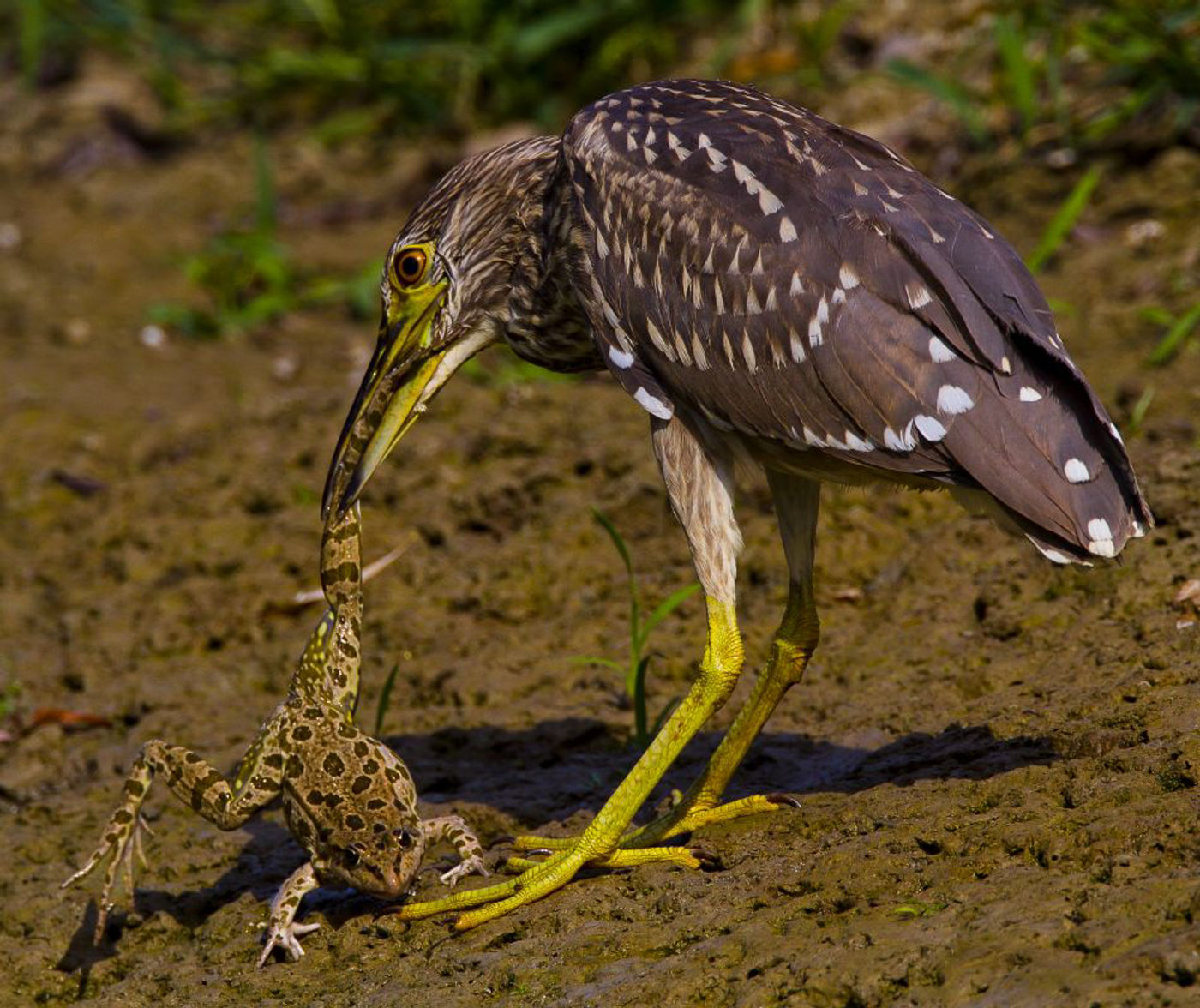 Een jonge kwak tijdens de maaltijd. © STARLING reizen
