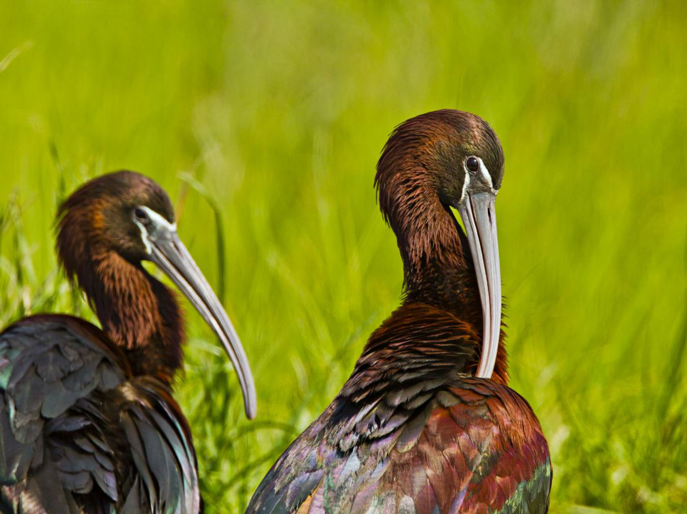 Een poetssessie voor de zwarte ibissen. © STARLING reizen
