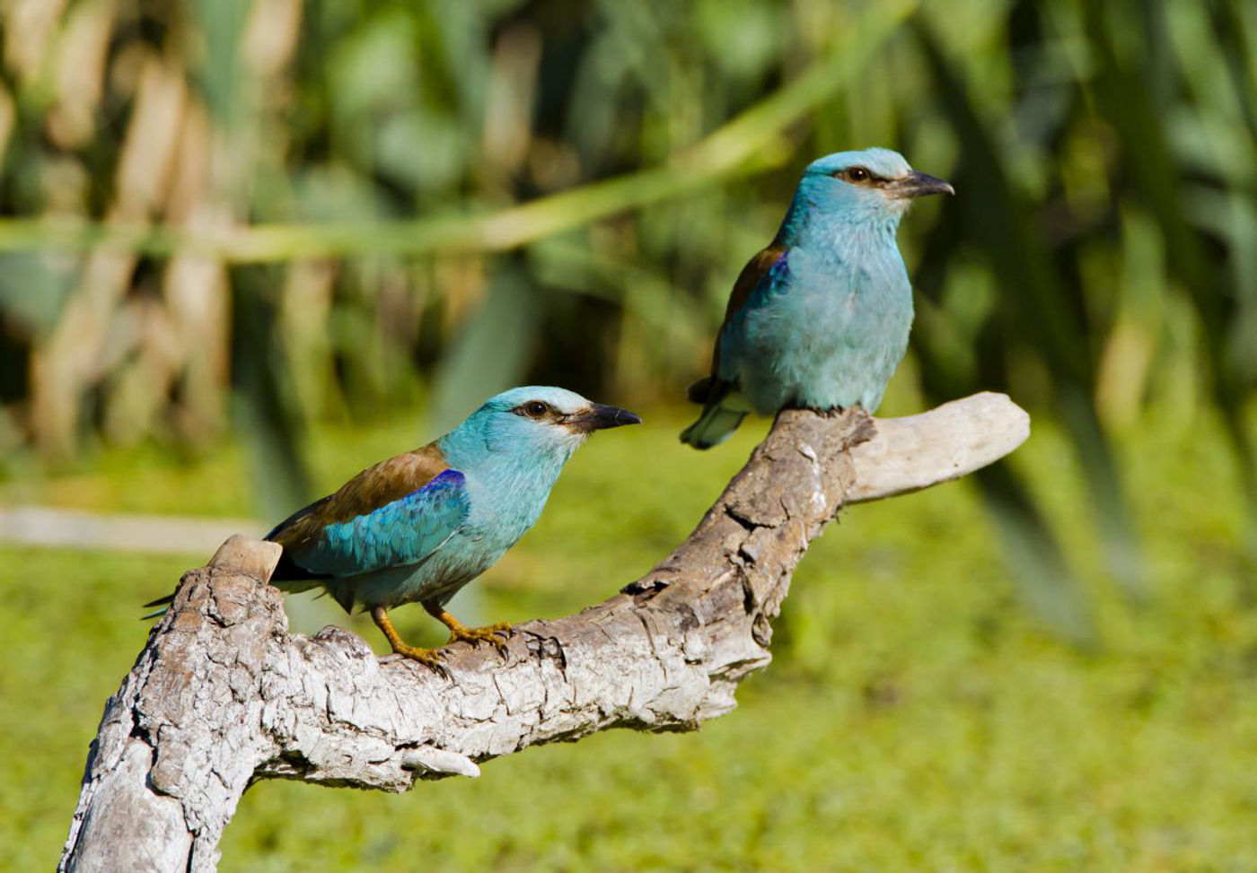 Een van de opvallendste vedetten van de streek. © STARLING reizen
