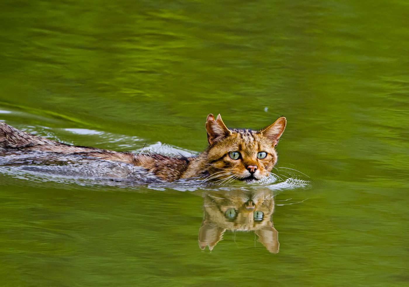 Wie zei dat katten bang zijn van water? © STARLING reizen
