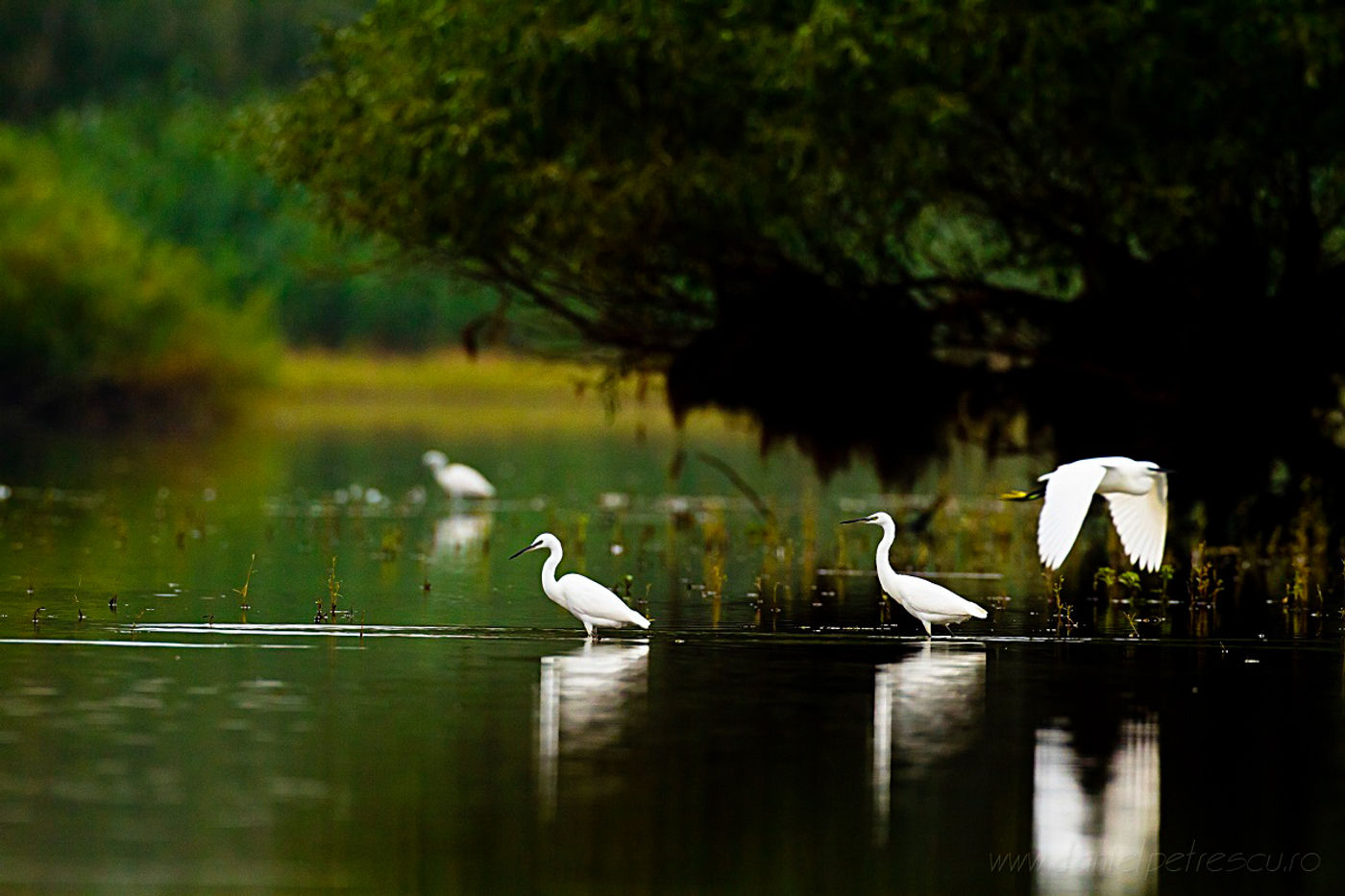 De Donaudelta is een walhalla voor reigerachtigen. © STARLING reizen
