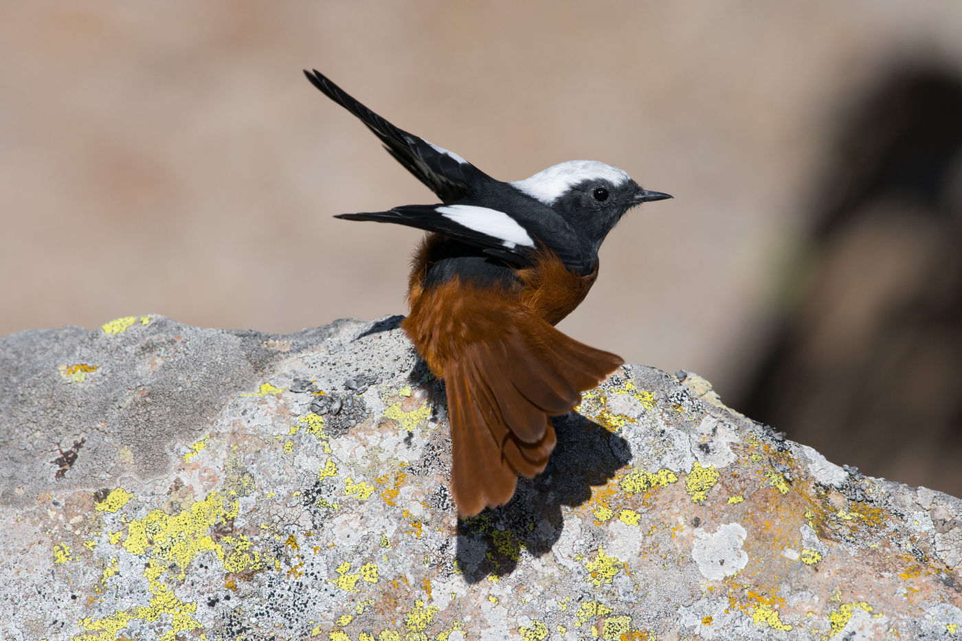 Ga mee op vogelreis naar Georgië met STARLING