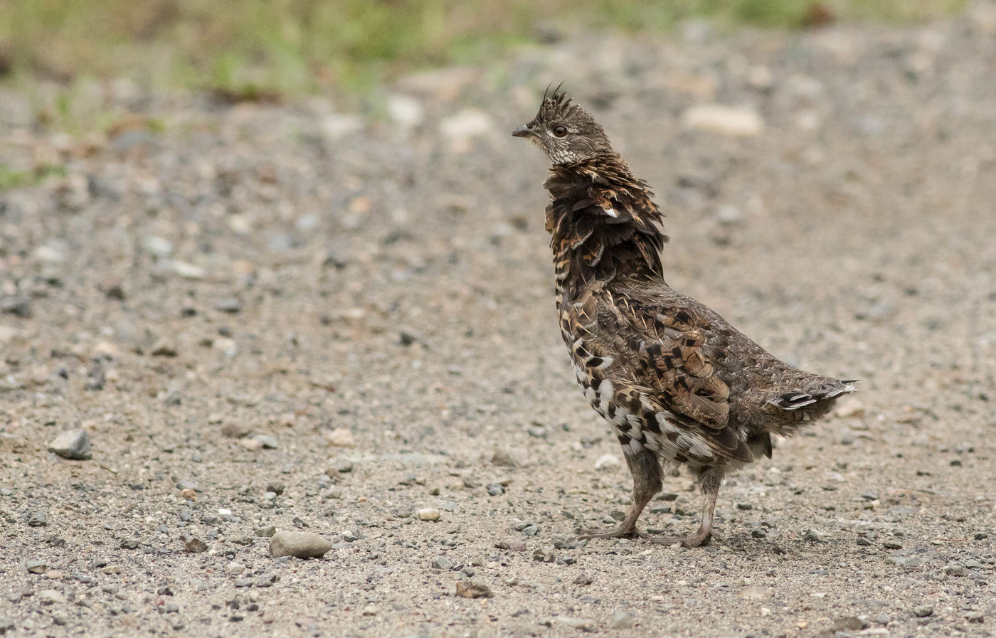 Ruffed grouse is een van de meest voorkomende soorten boshoenders. Je hoort ze vaak eerder dan je ze ziet. © Joachim Bertrands