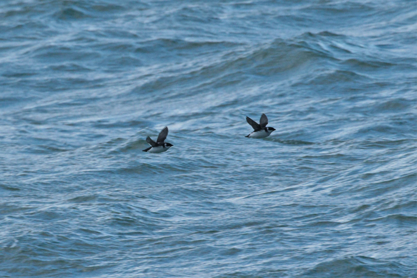 Mergules nains en vol près de la jetée © Noé Terorde
