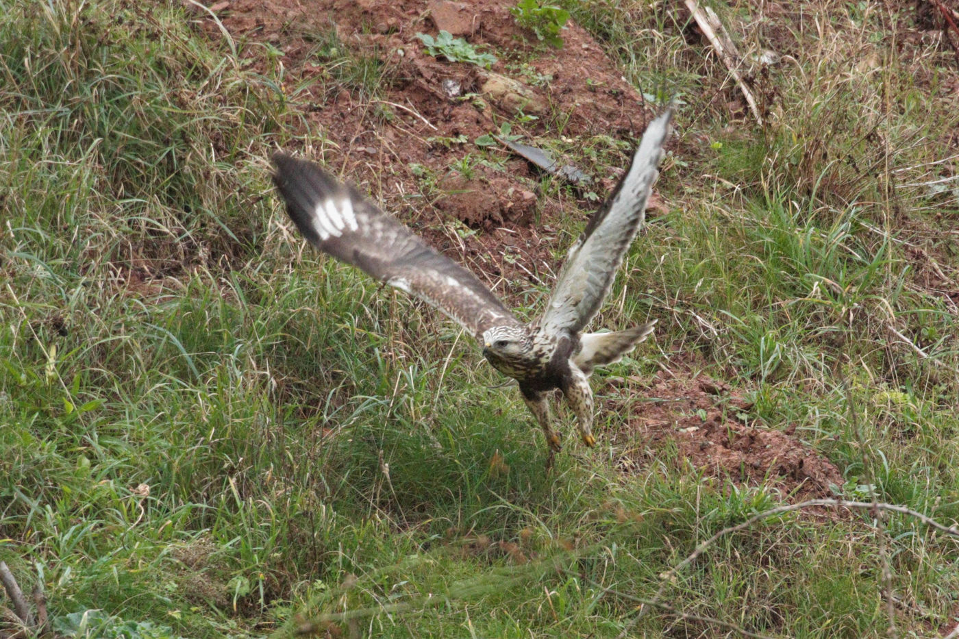 L'envol de la buse pattue © Noé Terorde