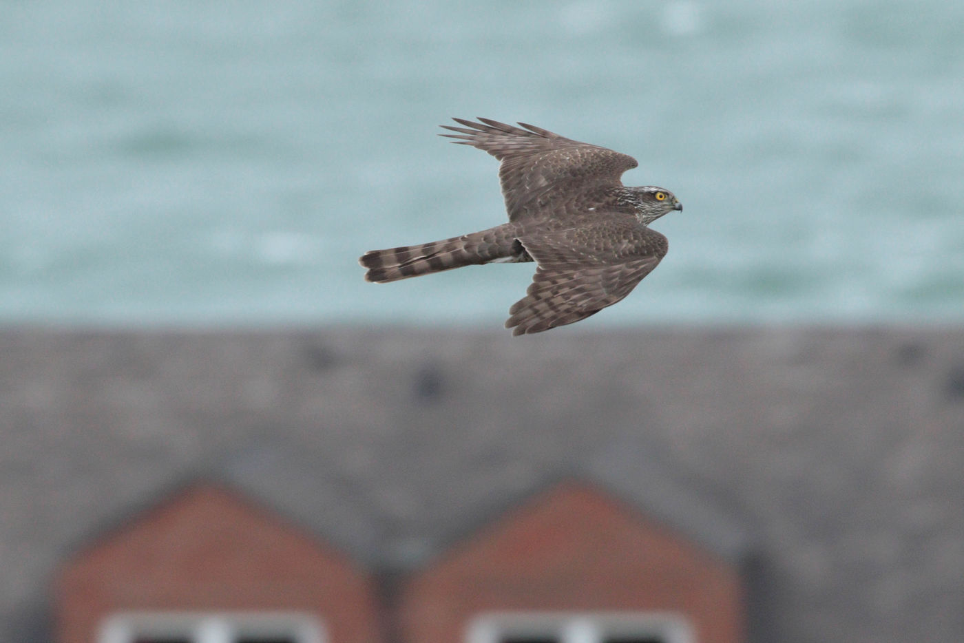 Epervier en vol au-dessus du village  © Noé Terorde