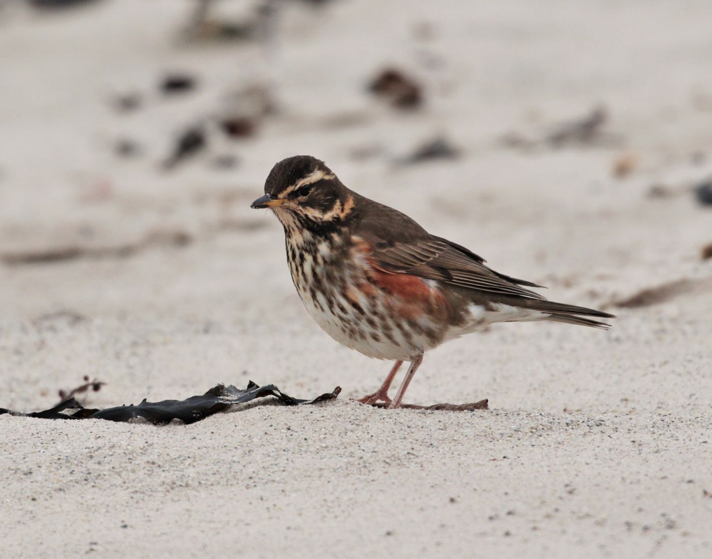 Grive mauvis sur la plage Nord. Koperwiek
