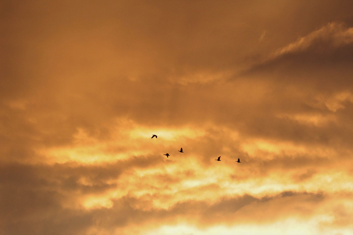 Oies dans un ciel de feu © Noé Terorde