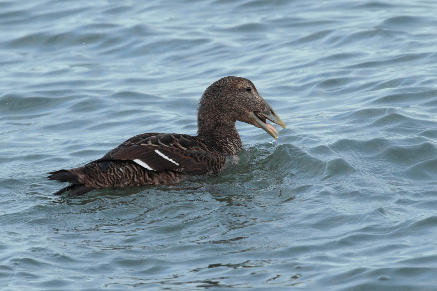 Le repas de l'eider. Eider