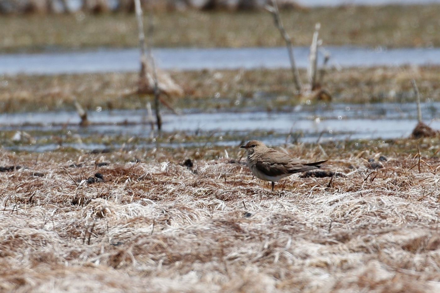 Glaréole à collier camouflée dans le paysage