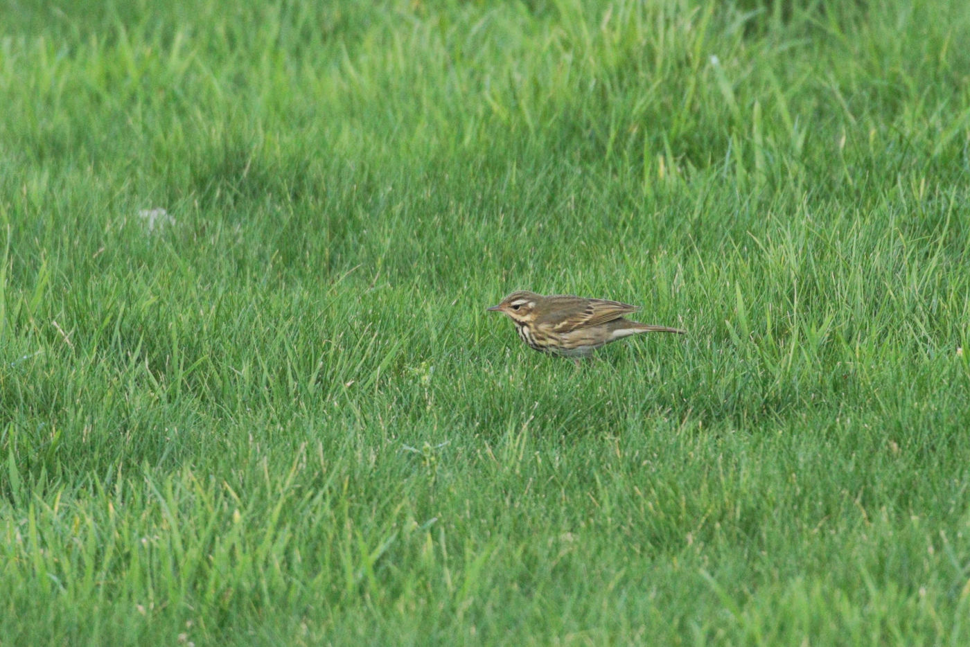 Une autre surprise du séjour 2018 : pipit à dos olive. Siberische boompieper