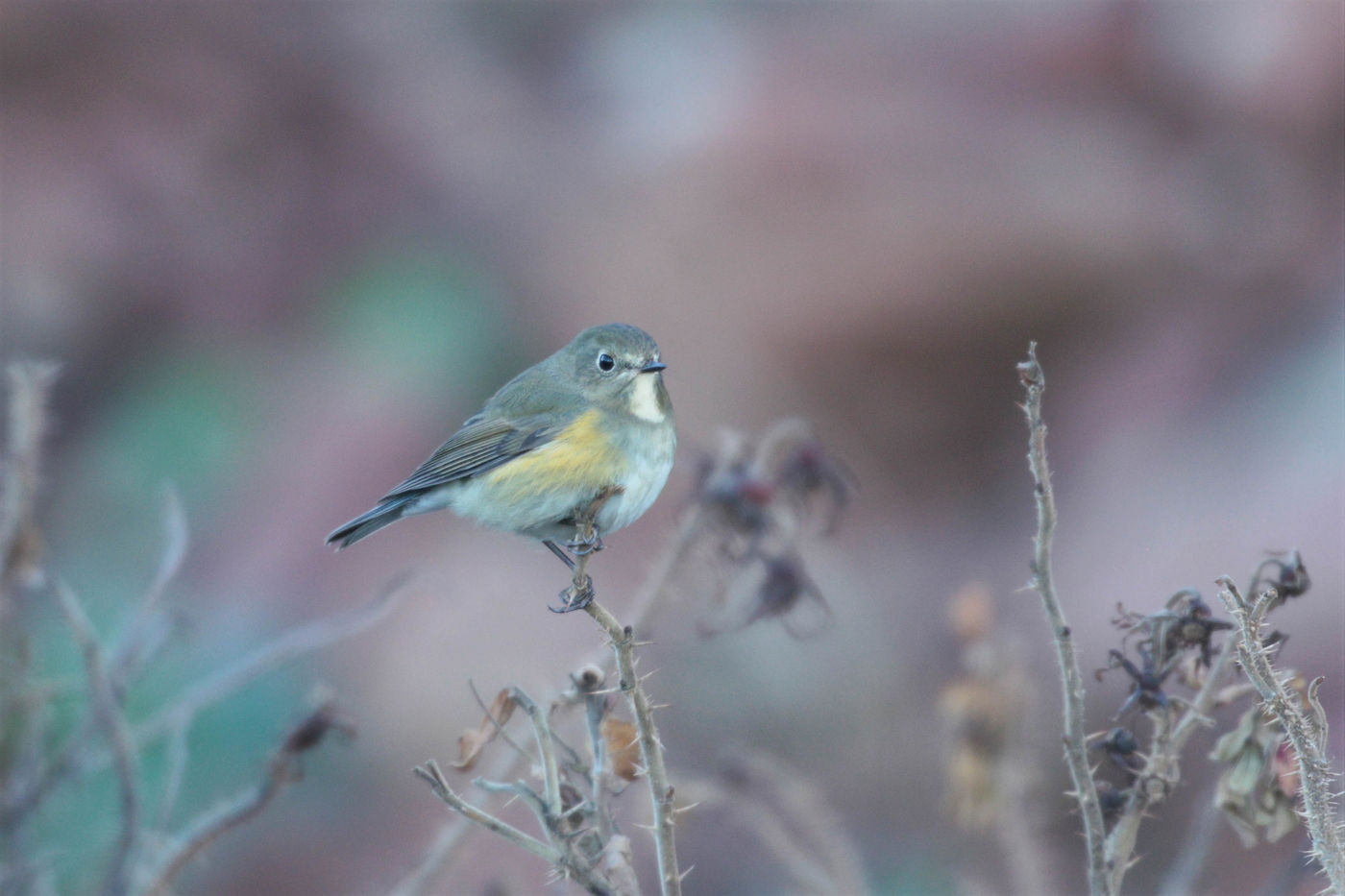 L'une des vedettes du séjour 2018 à Helgoland : robin à flancs roux. Blauwstaart