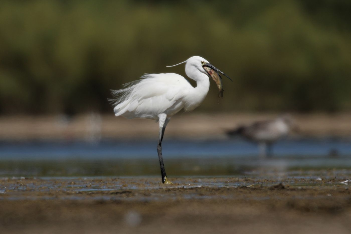 Le repas de l'aigrette