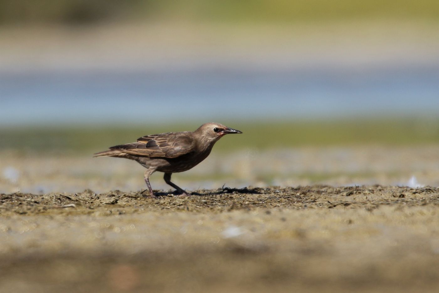 Un étourneau plutôt curieux © Noé Terorde