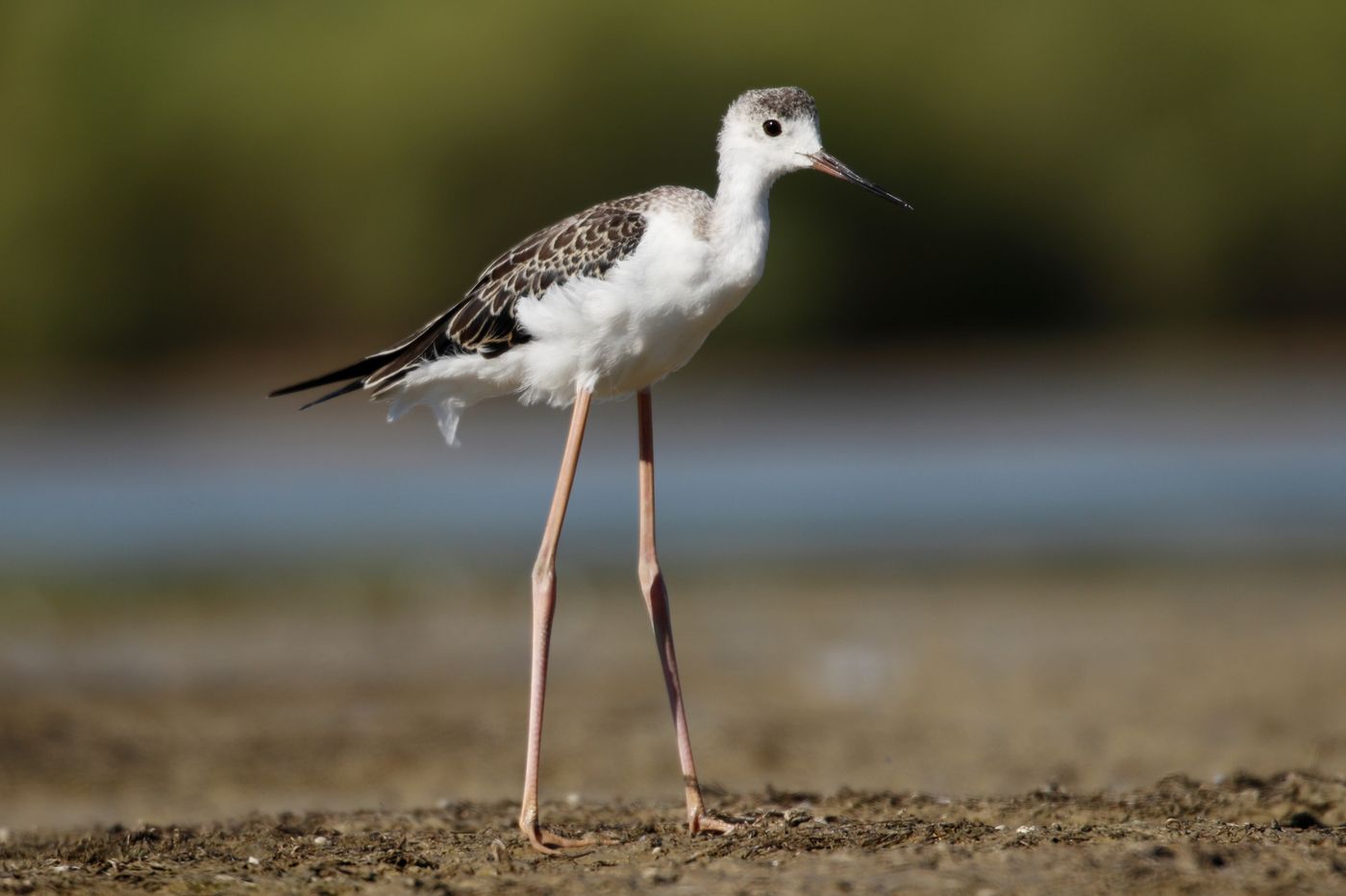 Un oiseau portant tellement bien son nom...