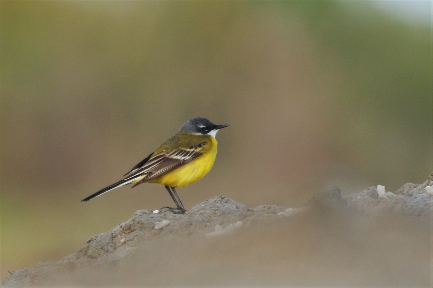 De nombreuses sous-espèces de bergeronnettes printanières s'observent en Camargue